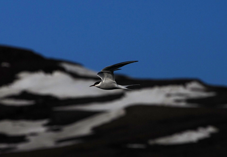 Arctic tern Arctic tern